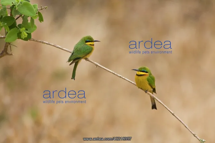 : Africa. Tanzania. Little Bee Eaters at Manyara : Africa. Tanzania. Little Bee Eaters at Manyara