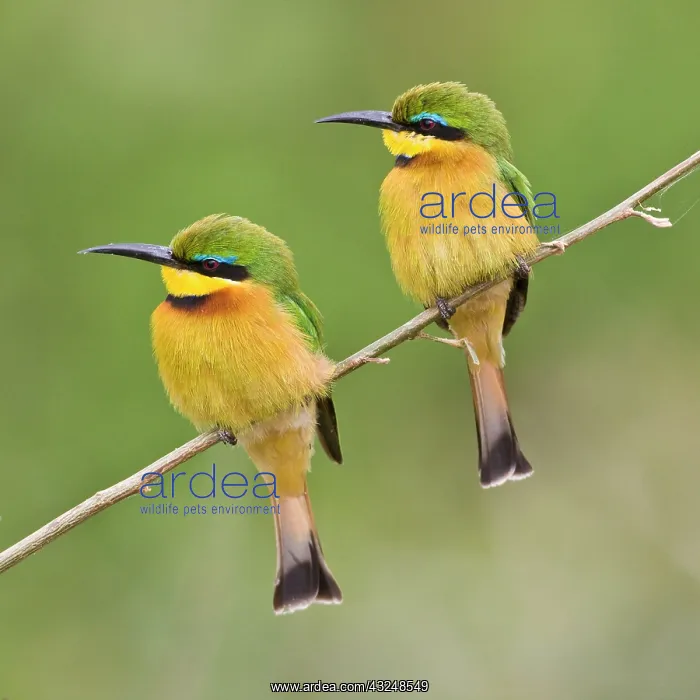 : Africa. Tanzania. Little Bee Eaters at Manyara : Africa. Tanzania. Little Bee Eaters at Manyara