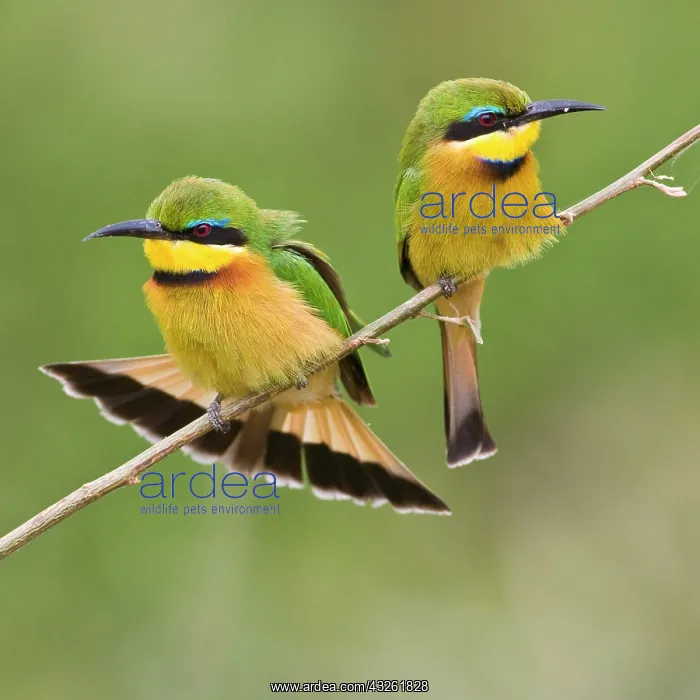 : Africa. Tanzania. Little Bee Eaters at Manyara : Africa. Tanzania. Little Bee Eaters at Manyara