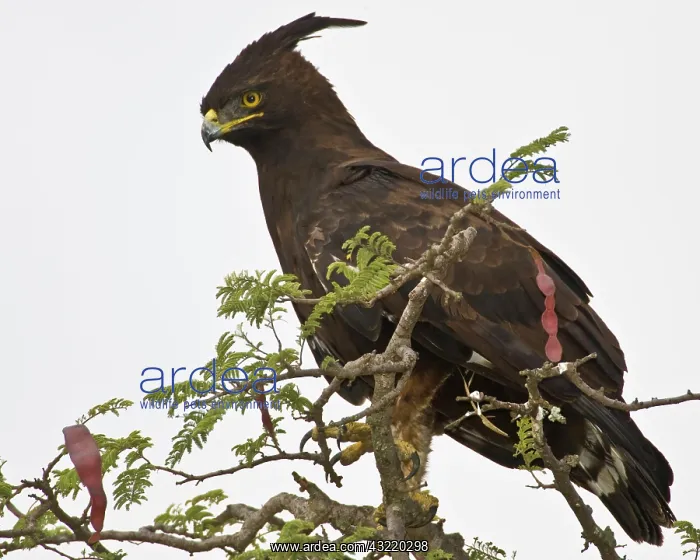 : Africa. Tanzania. Long-crested Eagle in : Africa. Tanzania. Long-crested Eagle in