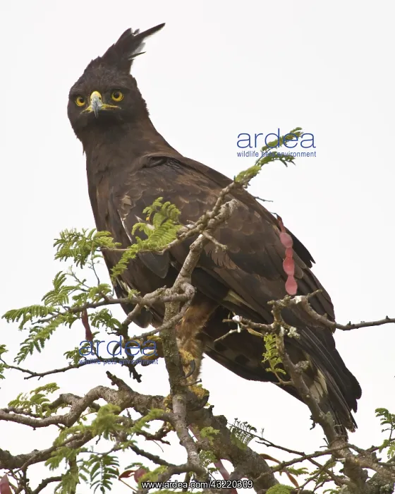 : Africa. Tanzania. Long-crested Eagle in