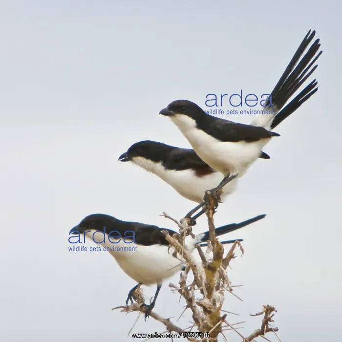 : Africa. Tanzania. Long-tailed Fiscals in : Africa. Tanzania. Long-tailed Fiscals in