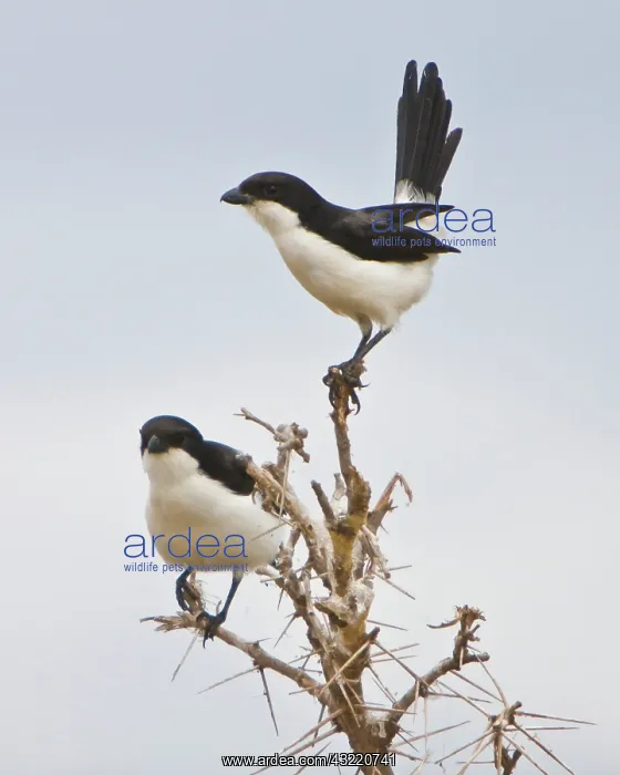 : Africa. Tanzania. Long-tailed Fiscals in : Africa. Tanzania. Long-tailed Fiscals in
