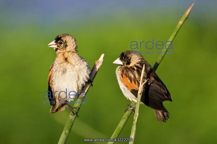 : Africa. Tanzania. Long-Tailed Widowbirds : Africa. Tanzania. Long-Tailed Widowbirds