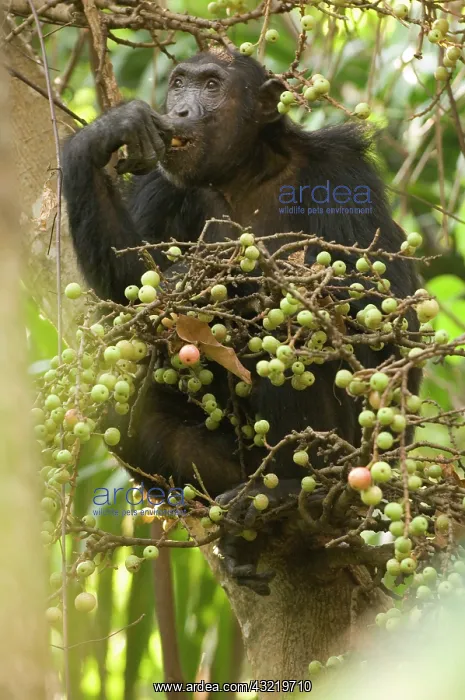 : Africa, Tanzania, Mahale. Chimpanzee eating : Africa, Tanzania, Mahale. Chimpanzee eating