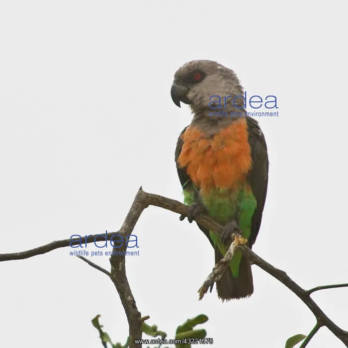 : Africa. Tanzania. Male African Orange-bellied : Africa. Tanzania. Male African Orange-bellied