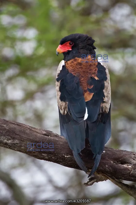 : Africa. Tanzania. Male Bateleur Eagle at : Africa. Tanzania. Male Bateleur Eagle at