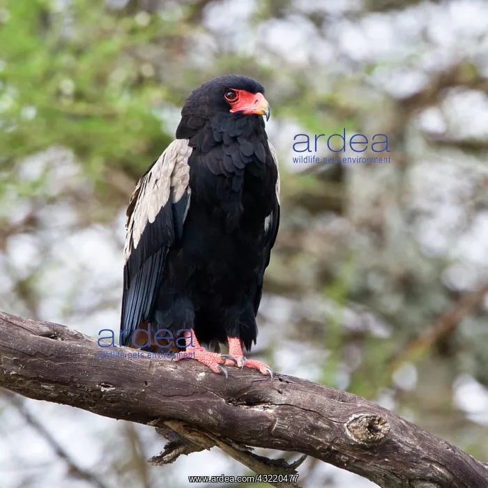  : Africa. Tanzania. Male Bateleur Eagle at