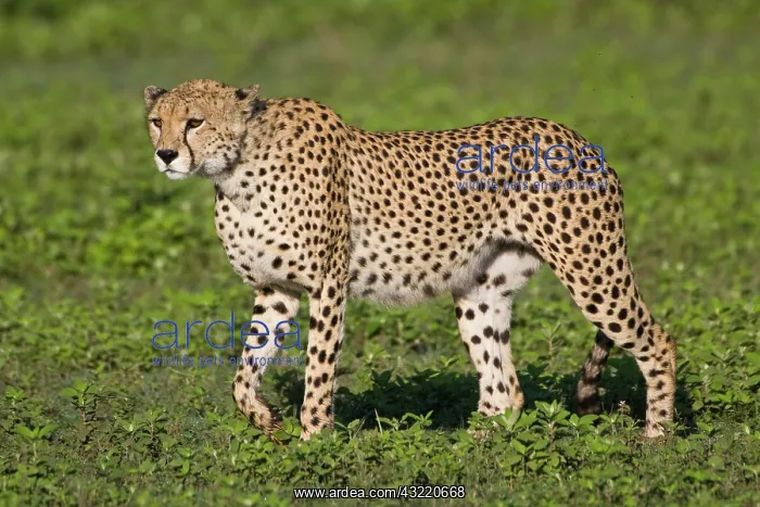 : Africa. Tanzania. Male Cheetah at Ndutu : Africa. Tanzania. Male Cheetah at Ndutu