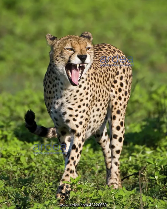  : Africa. Tanzania. Male Cheetah at Ndutu