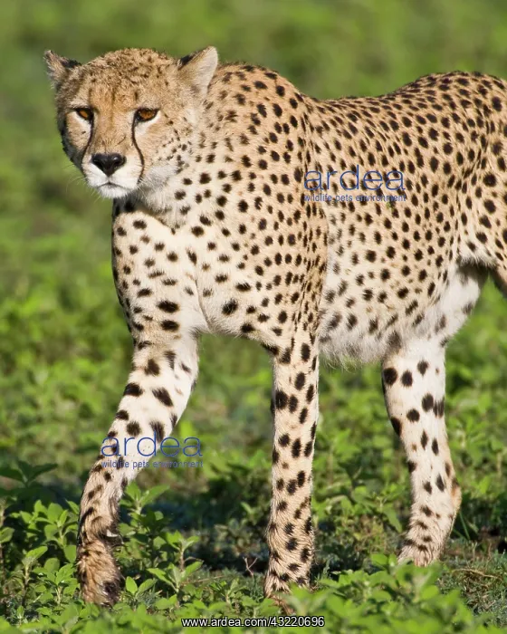 : Africa. Tanzania. Male Cheetah at Ndutu : Africa. Tanzania. Male Cheetah at Ndutu