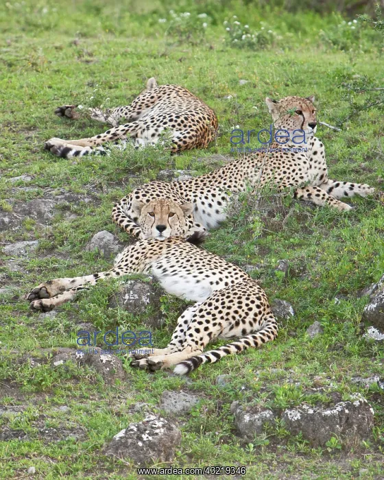 : Africa. Tanzania. Male Cheetahs at Ndutu : Africa. Tanzania. Male Cheetahs at Ndutu
