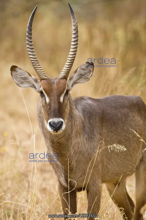 : Africa. Tanzania. Male Common Waterbuck : Africa. Tanzania. Male Common Waterbuck
