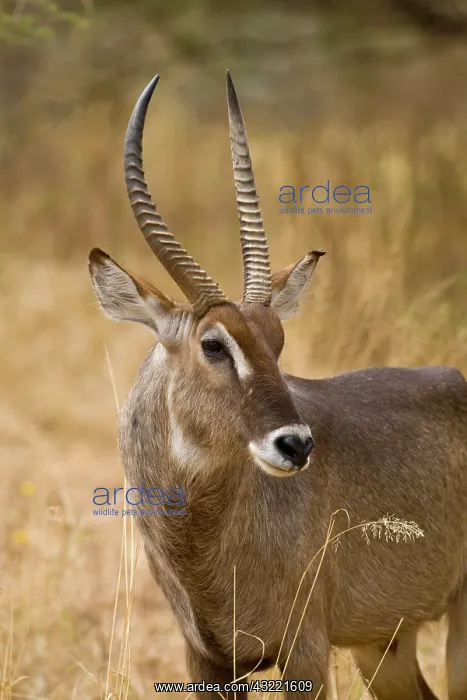  : Africa. Tanzania. Male Common Waterbuck