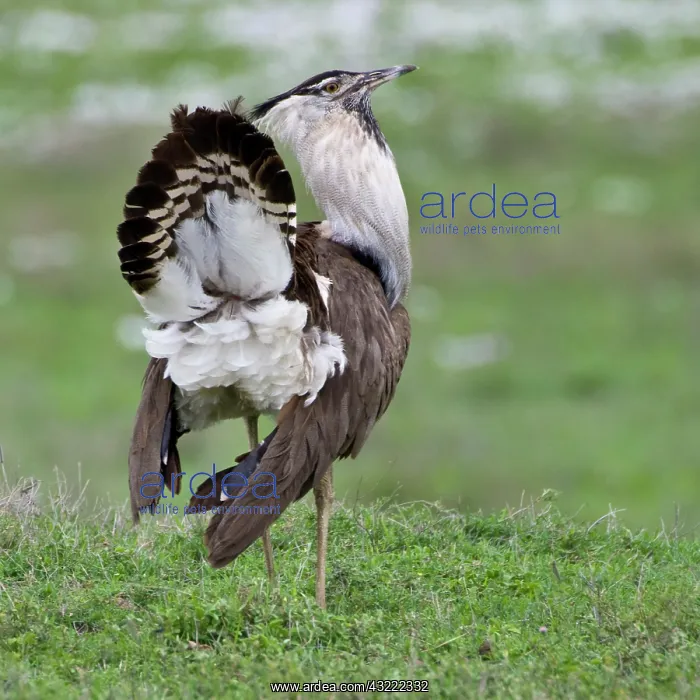 : Africa. Tanzania. Male Kori Bustard on display : Africa. Tanzania. Male Kori Bustard on display