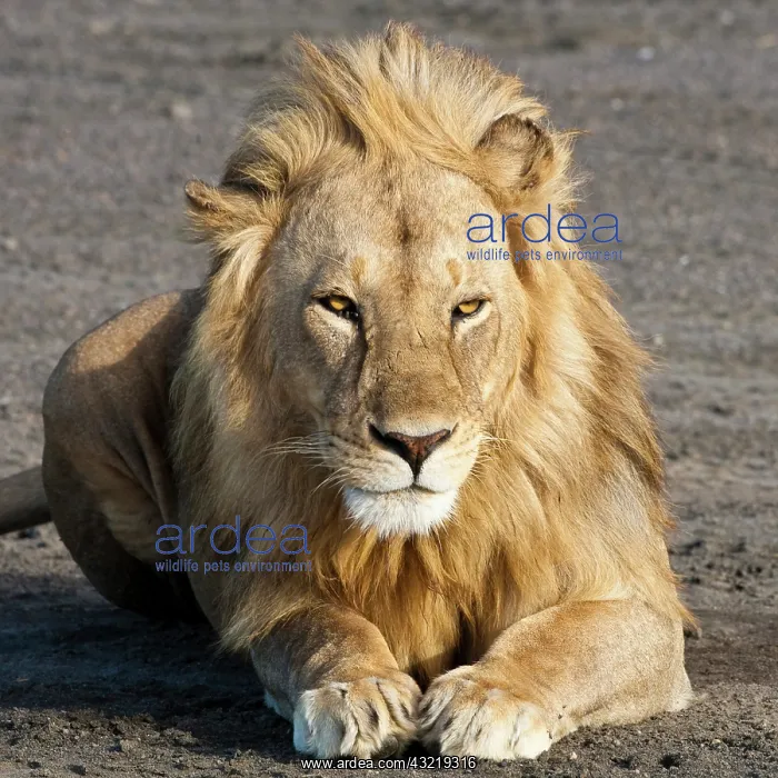 : Africa. Tanzania. Male Lion at Ndutu in : Africa. Tanzania. Male Lion at Ndutu in