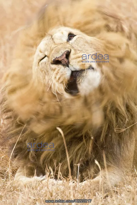 : Africa. Tanzania. Male Lion at Ngorongoro : Africa. Tanzania. Male Lion at Ngorongoro