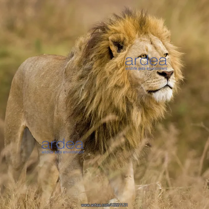 : Africa. Tanzania. Male Lion at Ngorongoro : Africa. Tanzania. Male Lion at Ngorongoro