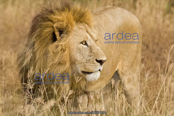 : Africa. Tanzania. Male Lion at Ngorongoro : Africa. Tanzania. Male Lion at Ngorongoro