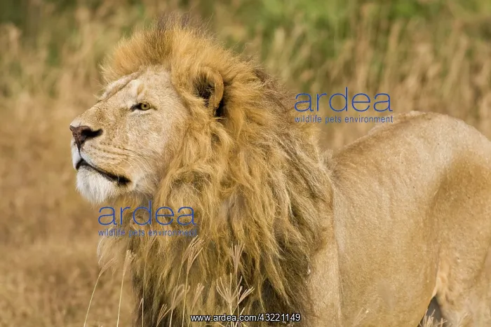 : Africa. Tanzania. Male Lion at Ngorongoro : Africa. Tanzania. Male Lion at Ngorongoro
