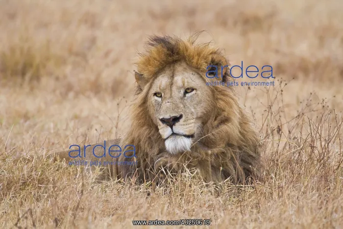: Africa. Tanzania. Male Lion at Ngorongoro : Africa. Tanzania. Male Lion at Ngorongoro