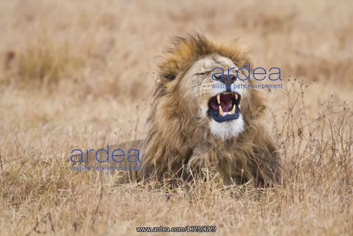 : Africa. Tanzania. Male Lion yawning at Ngorongoro : Africa. Tanzania. Male Lion yawning at Ngorongoro