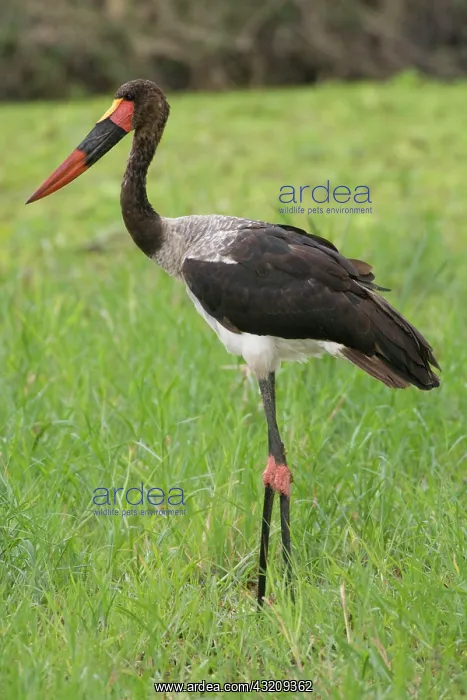 : Africa. Tanzania. Male Saddle-billed Stork : Africa. Tanzania. Male Saddle-billed Stork