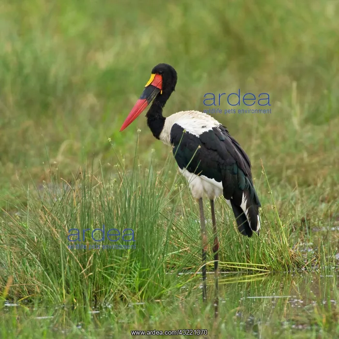 : Africa. Tanzania. Male Saddle-billed Stork : Africa. Tanzania. Male Saddle-billed Stork