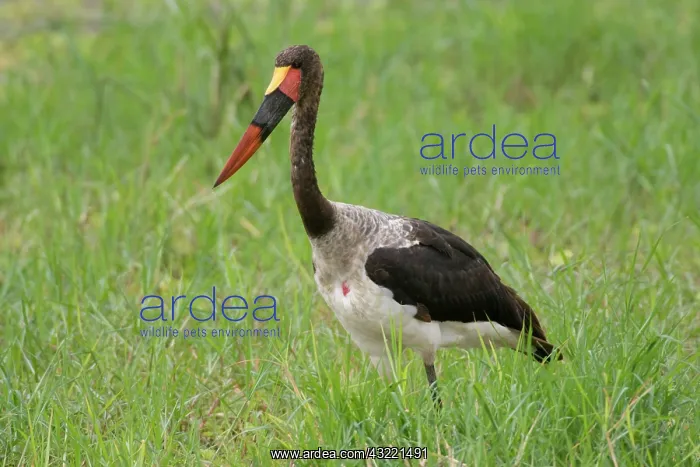 : Africa. Tanzania. Male Saddle-billed Stork : Africa. Tanzania. Male Saddle-billed Stork