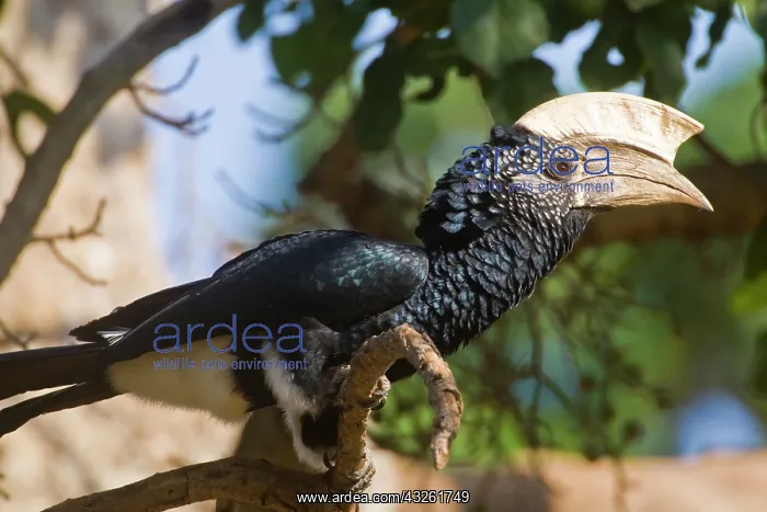 : Africa. Tanzania. Male Silver-cheeked Hornbill : Africa. Tanzania. Male Silver-cheeked Hornbill