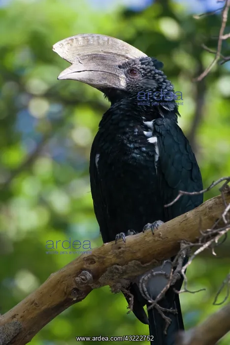 : Africa. Tanzania. Male Silvery-Cheeked Hornbill : Africa. Tanzania. Male Silvery-Cheeked Hornbill
