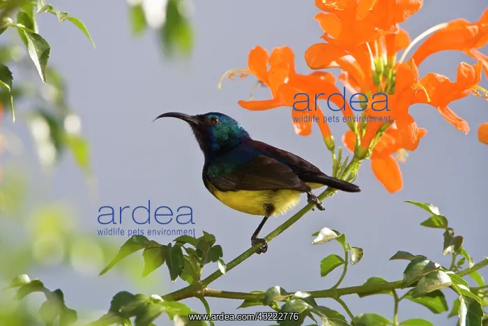  : Africa. Tanzania. Male Variable Sunbird