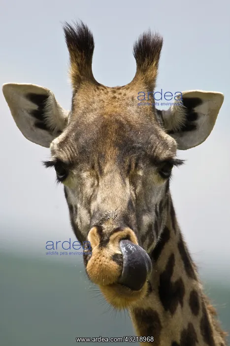 : Africa. Tanzania. Masai Giraffe in Arusha : Africa. Tanzania. Masai Giraffe in Arusha