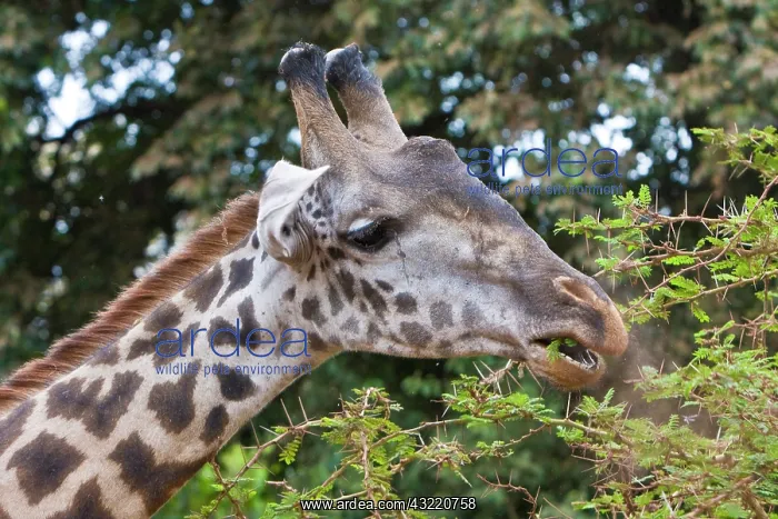 : Africa. Tanzania. Masai Giraffe at Manyara : Africa. Tanzania. Masai Giraffe at Manyara