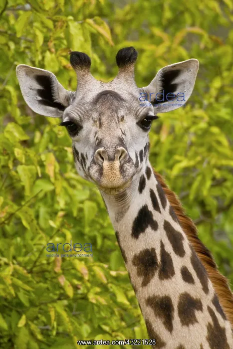: Africa. Tanzania. Masai Giraffe at Tarangire : Africa. Tanzania. Masai Giraffe at Tarangire