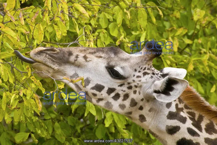 : Africa. Tanzania. Masai Giraffe at Tarangire : Africa. Tanzania. Masai Giraffe at Tarangire