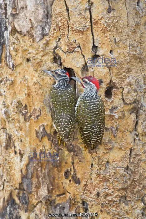 : Africa. Tanzania. A mating pair of Nubian : Africa. Tanzania. A mating pair of Nubian