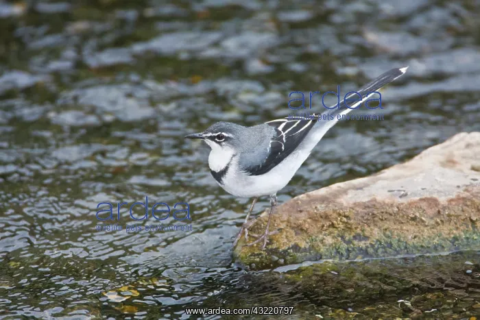 : Africa. Tanzania. Mountain Wagtail in Manyara : Africa. Tanzania. Mountain Wagtail in Manyara