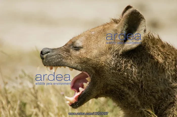 : Africa, Tanzania, Ngorogoro Crater. hyena : Africa, Tanzania, Ngorogoro Crater. hyena