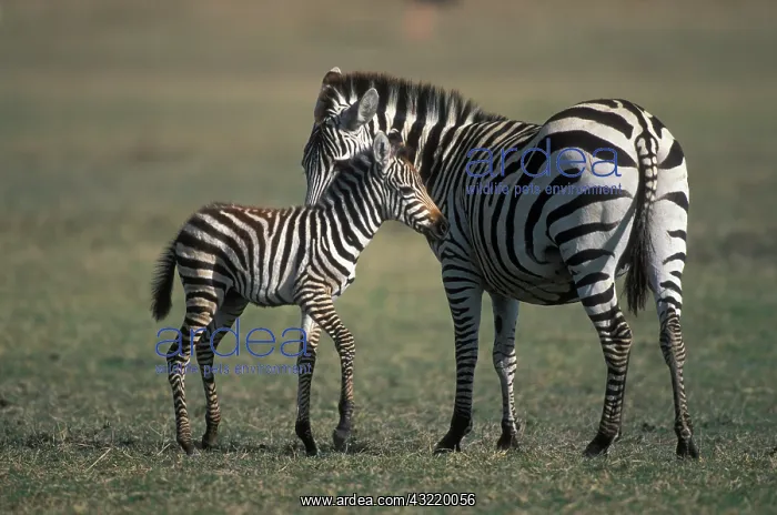 : Africa, Tanzania, Ngorongoro Conservation : Africa, Tanzania, Ngorongoro Conservation