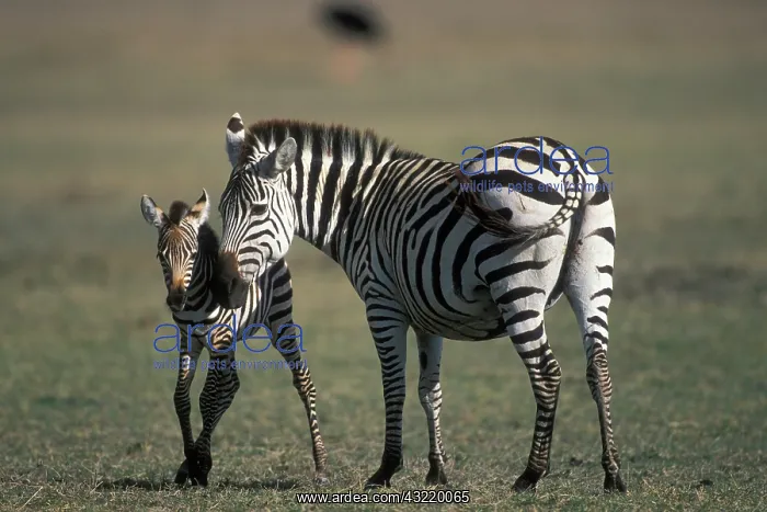 : Africa, Tanzania, Ngorongoro Conservation : Africa, Tanzania, Ngorongoro Conservation