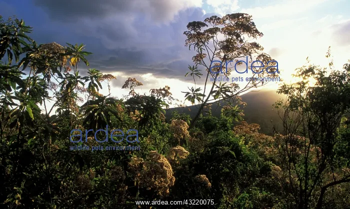 : Africa, Tanzania, Ngorongoro Conservation : Africa, Tanzania, Ngorongoro Conservation