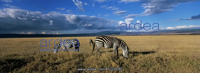 : Africa, Tanzania, Ngorongoro Conservation : Africa, Tanzania, Ngorongoro Conservation
