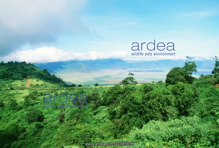  : AFRICA, Tanzania - Ngorongoro Crater