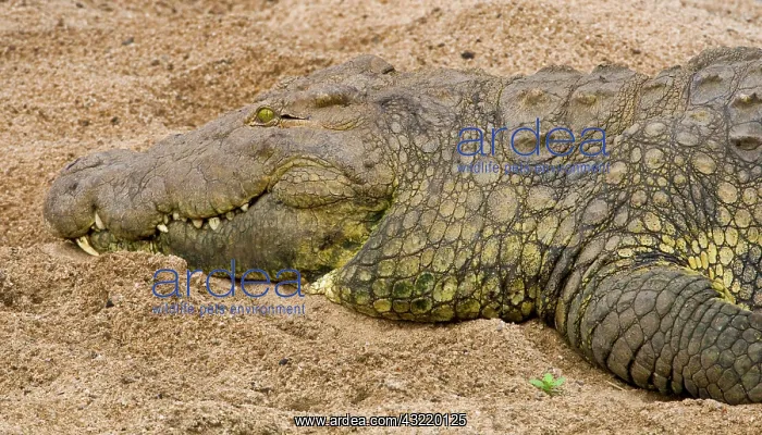 : Africa. Tanzania. Nile Crocodile at Serengeti : Africa. Tanzania. Nile Crocodile at Serengeti