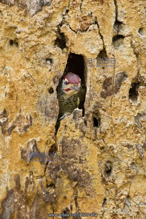 : Africa. Tanzania. Nubian Woodpecker at Tarangire : Africa. Tanzania. Nubian Woodpecker at Tarangire