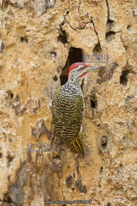 : Africa. Tanzania. Nubian Woodpecker at Tarangire : Africa. Tanzania. Nubian Woodpecker at Tarangire