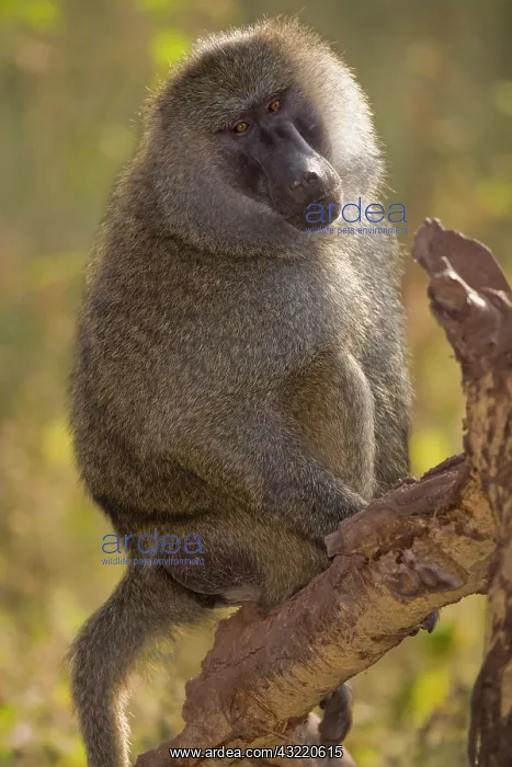 : Africa. Tanzania. Olive Baboon male at Manyara : Africa. Tanzania. Olive Baboon male at Manyara