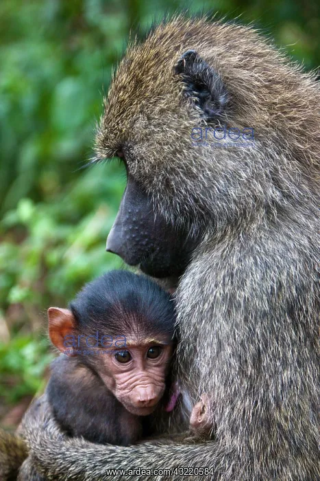 : Africa. Tanzania. Olive Baboon mother and : Africa. Tanzania. Olive Baboon mother and