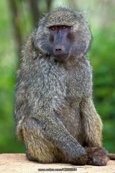 : Africa. Tanzania. Olive Baboon at Ngorongoro : Africa. Tanzania. Olive Baboon at Ngorongoro